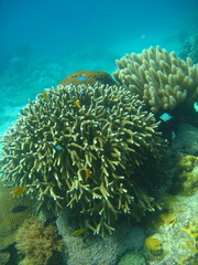 Porites cylindrica