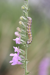 Sympistis perscripta