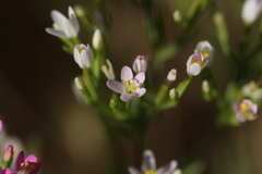 Zeltnera trichantha