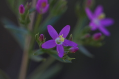 Zeltnera trichantha