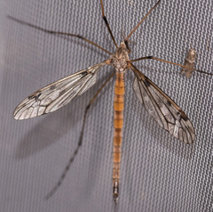 Tipula longiventris