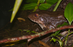 Leptodactylus labyrinthicus