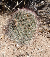 Mammillaria wrightii