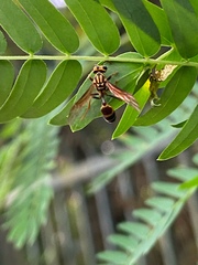 Polybia fastidiosuscula