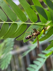 Polybia fastidiosuscula