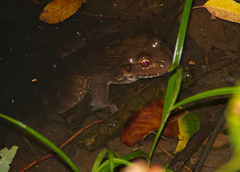 Leptodactylus labyrinthicus