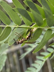 Polybia fastidiosuscula