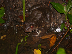 Leptodactylus labyrinthicus
