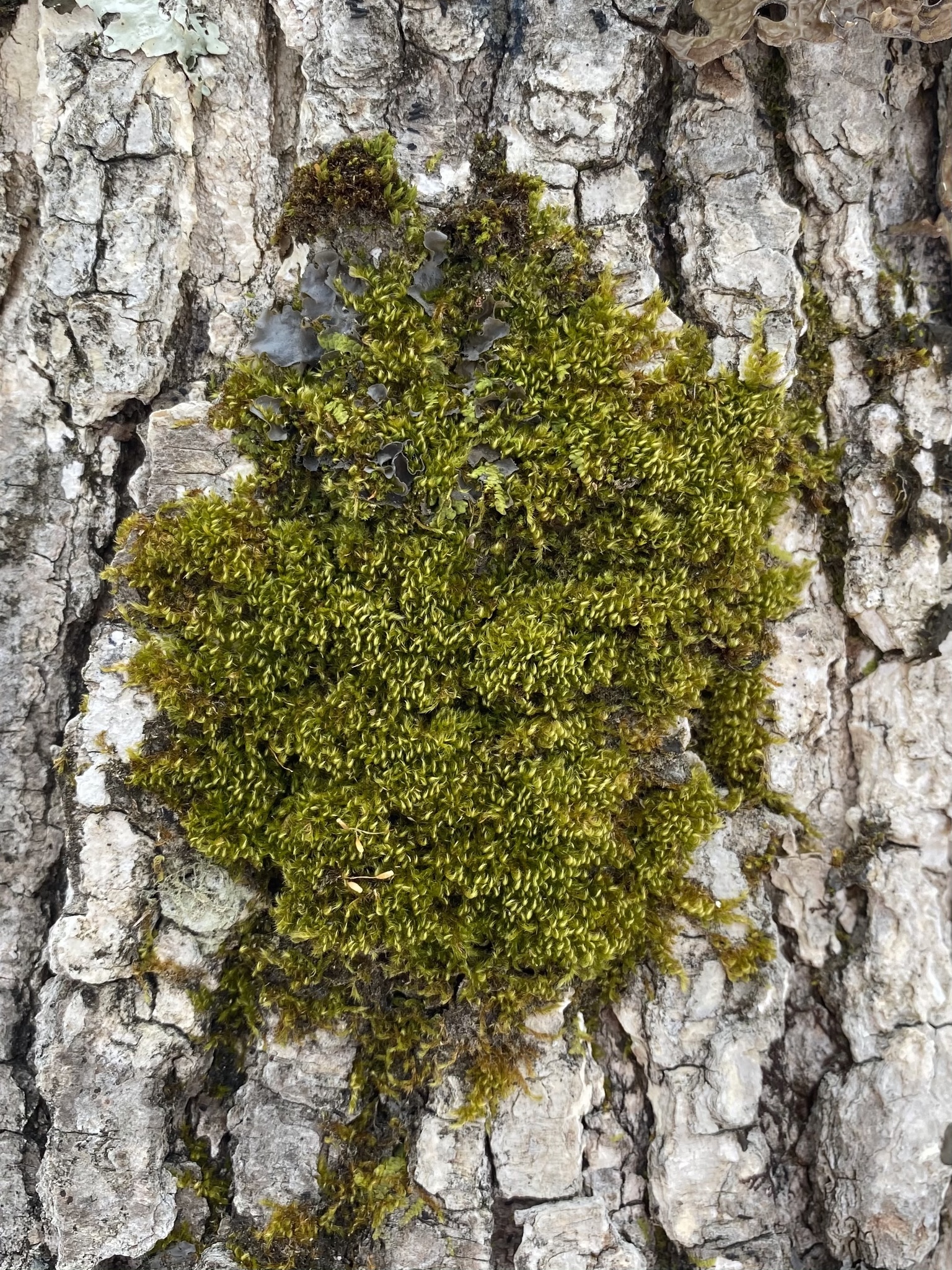 Pylaisia intricata