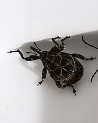 Mogulones geographicus