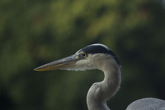 Ardea cinerea