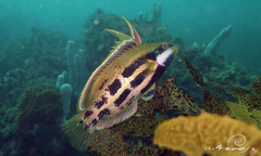 Heteroscarus acroptilus