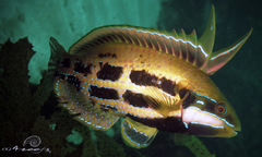 Heteroscarus acroptilus