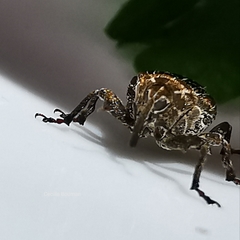 Mogulones geographicus