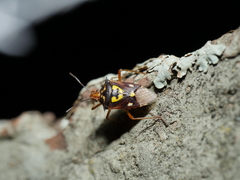 Oebalus poecilus