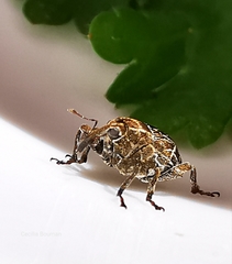 Mogulones geographicus