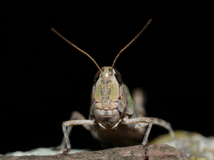 Rhammatocerus pictus