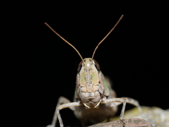Rhammatocerus pictus