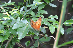 Phalanta eurytis eurytis