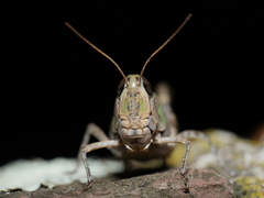 Rhammatocerus pictus