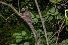 Callithrix penicillata