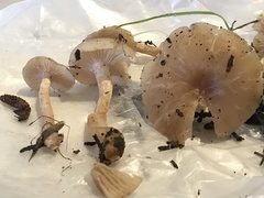 Clitocybe deceptiva