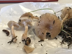 Clitocybe deceptiva