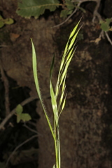 Bromus