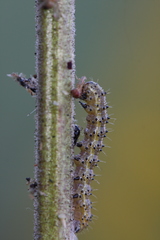Heliothis phloxiphaga