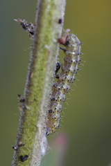 Heliothis phloxiphaga