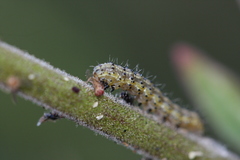 Heliothis phloxiphaga