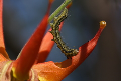 Heliothis phloxiphaga