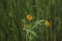 Anthyllis circinnata