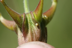 Heliothis phloxiphaga