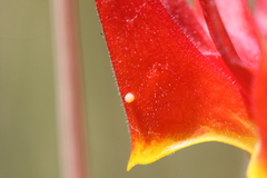 Heliothis phloxiphaga