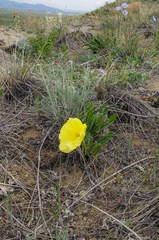 Oenothera howardii