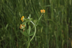Anthyllis circinnata