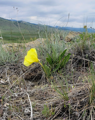 Oenothera howardii