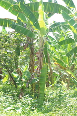 Musa acuminata