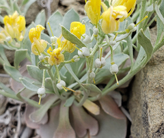 Physaria bellii