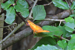 Phalanta eurytis eurytis