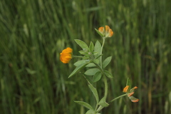 Anthyllis circinnata
