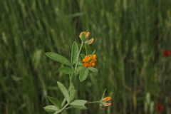Anthyllis circinnata