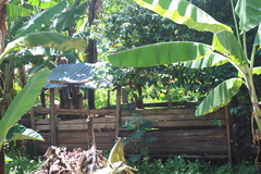 Musa acuminata