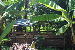 Musa acuminata