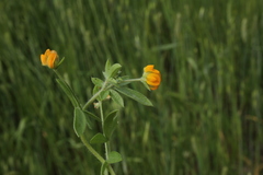 Anthyllis circinnata