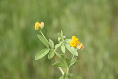 Anthyllis circinnata