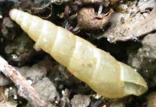 Striated Awl Snail