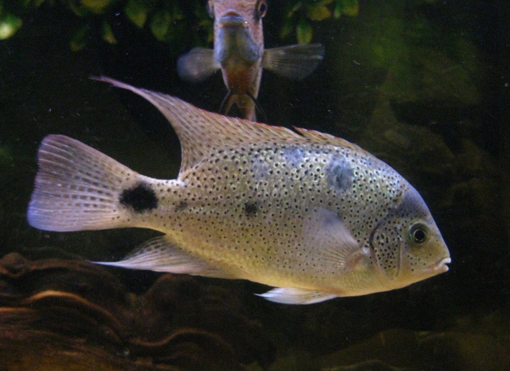 White Cichlid