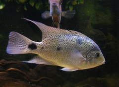 White Cichlid photo 1